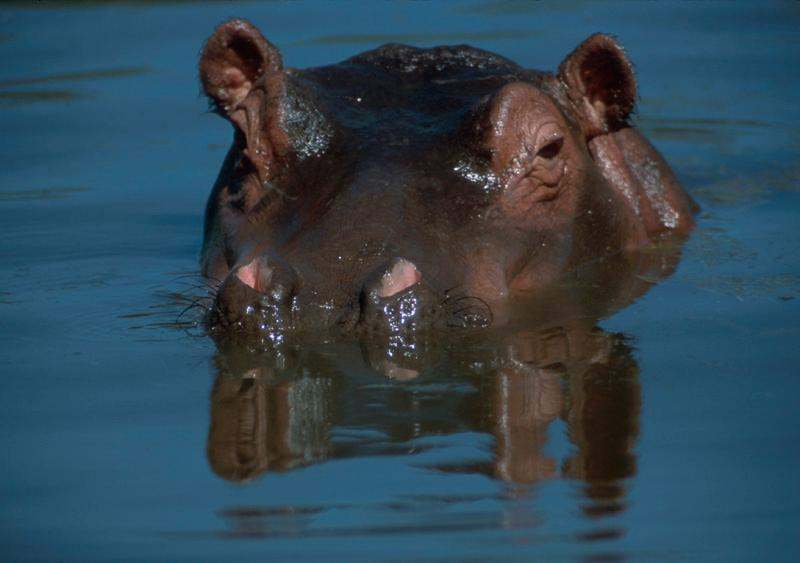 Hippo1