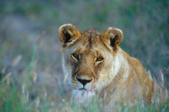Lion_portrait